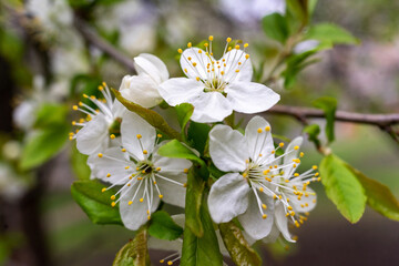 abundant white flowers on a fruit tree pear