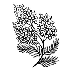 Branch of blooming mimosa vector hand drawn doodle illustration. Outline illustration of a branch of mimosa flowers.
