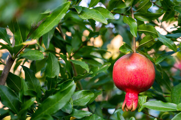 Ripe pomegranate in the garden