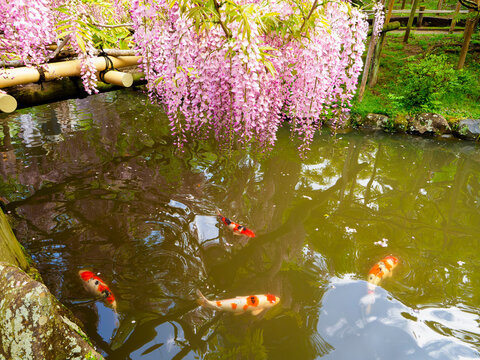 紫 鯉 池 錦鯉 Images Browse 17 Stock Photos Vectors And Video Adobe Stock