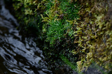 moss on the rock