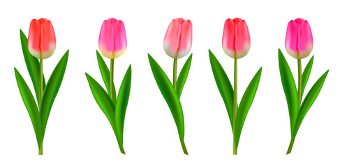 Obraz premium Vector set of realistic tulip flowers. White background with flowers vector illustration. These flowers are suitable for greeting card, banner, poster, advertisement, promotion, promotional poster.