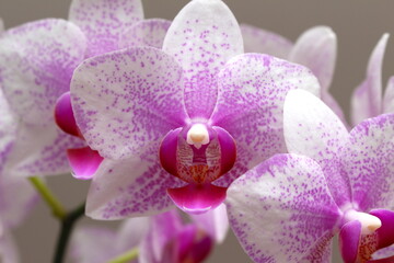 Beautiful orchids for home decor, beautiful flowers for home decoration, texture of flowers to home decoration, texture of  orchids to home decoration