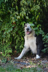 Obraz premium dog in the garden