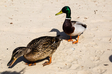 mallard duck - close-up of a mallard on the sand with a blurry background, shallow depth of field.