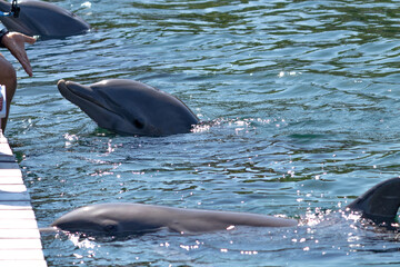 dolphin in the water