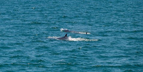 bruda whale swimming in the sea