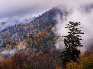 Mountains in fall color with low clouds in the Great Smoky Mountain National Park, Tennessee, USA.