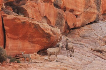 Desert Bighorn (Ovis canadensis nelsoni) ewes and lambs at Valley of Fire State Park, Nevada