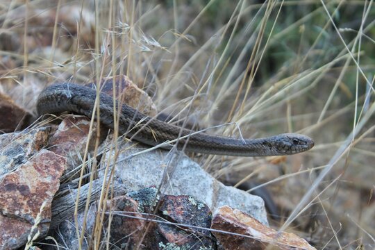 Western Terrestrial Garter Snake (Thamnophis elegans) 