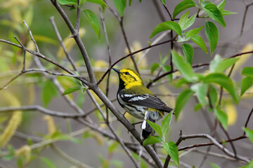 Black-throated Green Warbler or Setophaga virens in woods on a cloudy spring day during migration. They are common in mature coniferous and mixed woodlands.