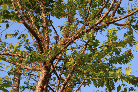 star gooseberry stock on tree in farm