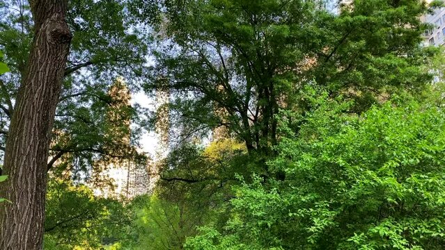 Beautiful Camera Tilt Down Shot of Trees in Central Park - Pt. 1