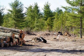 Wood logs cut down at a deforestation site.