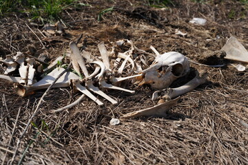 A pile of deer bones and carcass laying on side of the road