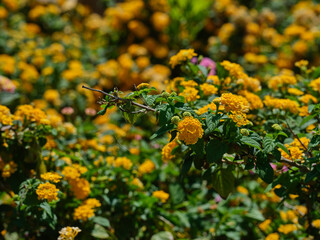 colorful flowers on a beautiful summer day