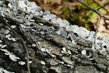 White tree conk mushroom growing on tree bark in the forest