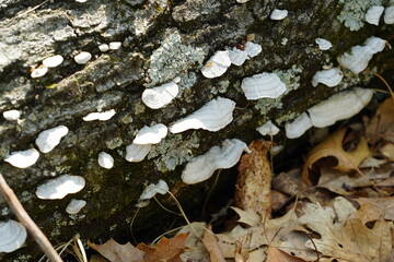 White tree conk mushroom growing on tree bark in forest 