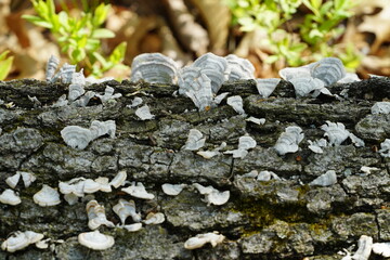 White tree conk mushroom growing on tree bark in forest  - obrazy, fototapety, plakaty