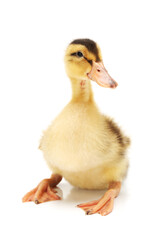 Duckling on white background