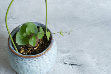 観葉植物イメージ、亀甲竜、キッコウリュウ、ディオスコレア エレファンティぺス, グレーバック