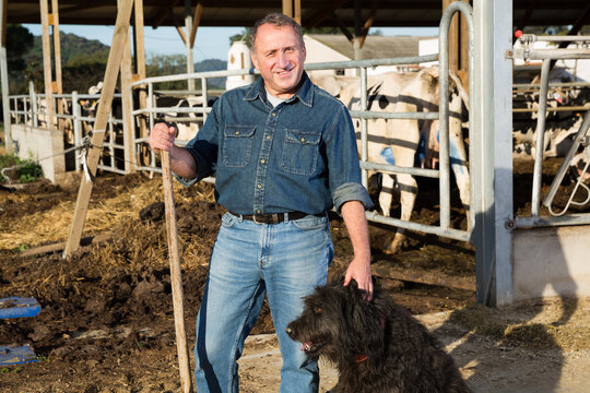 Portrait Of Smiling Senior Man On Cow Farm With Big Black Dog