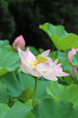 Fototapeta premium 蓮の花