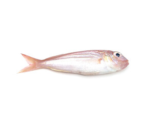 Threadfin bream or Pink perch fish isolated on white background, selective focus