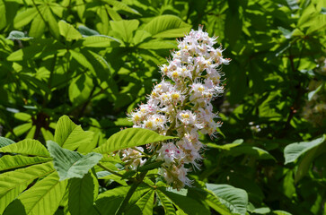Spring May color of urban chestnut