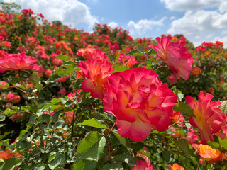 Blooming beautiful fragrant pink roses