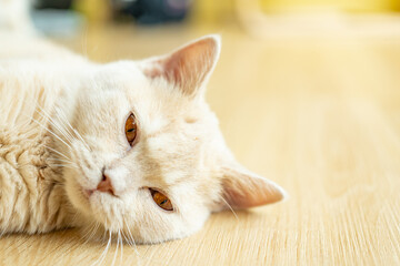 Cat sleeping on a wooden table. sleeping cat