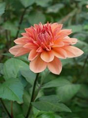 Flowering Dahlia (or Georgina) of terracotta color in the flowerbed