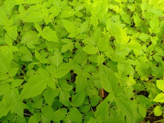 tomato plan in the garden