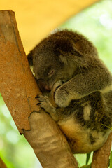 A native Koala sleeping between to tree branches looking relaxed , a native Australian animal