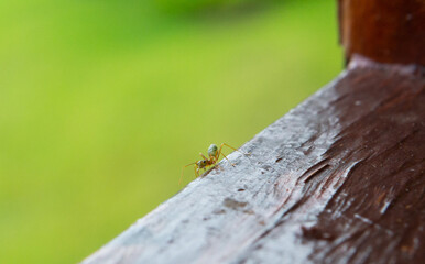 An ant walking along timber with a blurred green background