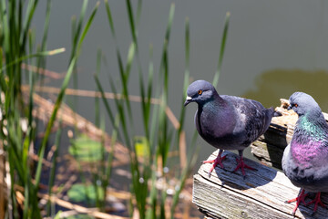 水辺にたたずむ二羽の鳩