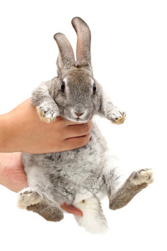 grey rabbit on a white background