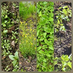 Collage of different textures of spring soil and fresh green grass