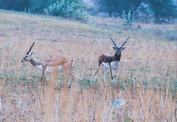 Deer in the wild