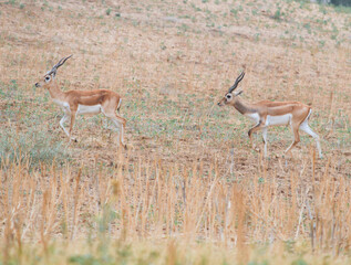 impala in the savannah