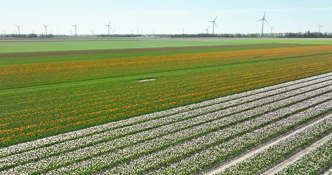 Aerial view of flowering tulip field and wind turbines, Flevoland, Netherlands