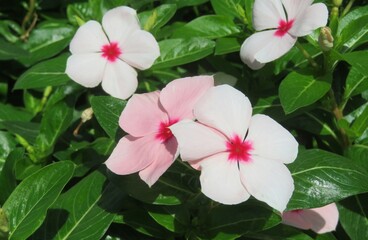 Beautiful catharanthus roseus flowers on green leafs background
