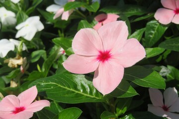 Fototapeta premium Beautiful catharanthus roseus flowers on green leafs background