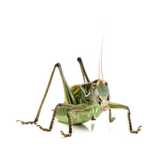 green grasshopper isolated on white