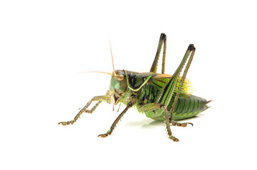Macro image of a grasshopper isolated on white background