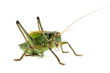 Macro image of a grasshopper isolated on white background