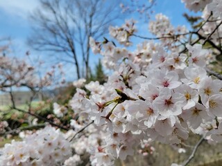 桜