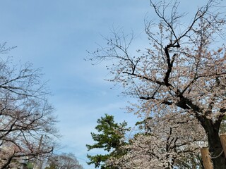 桜と青空