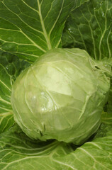 Fototapeta premium Fresh cabbage isolated on white background
