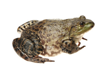 Bullfrog, Rana catesbeiana, against white background, studio shot